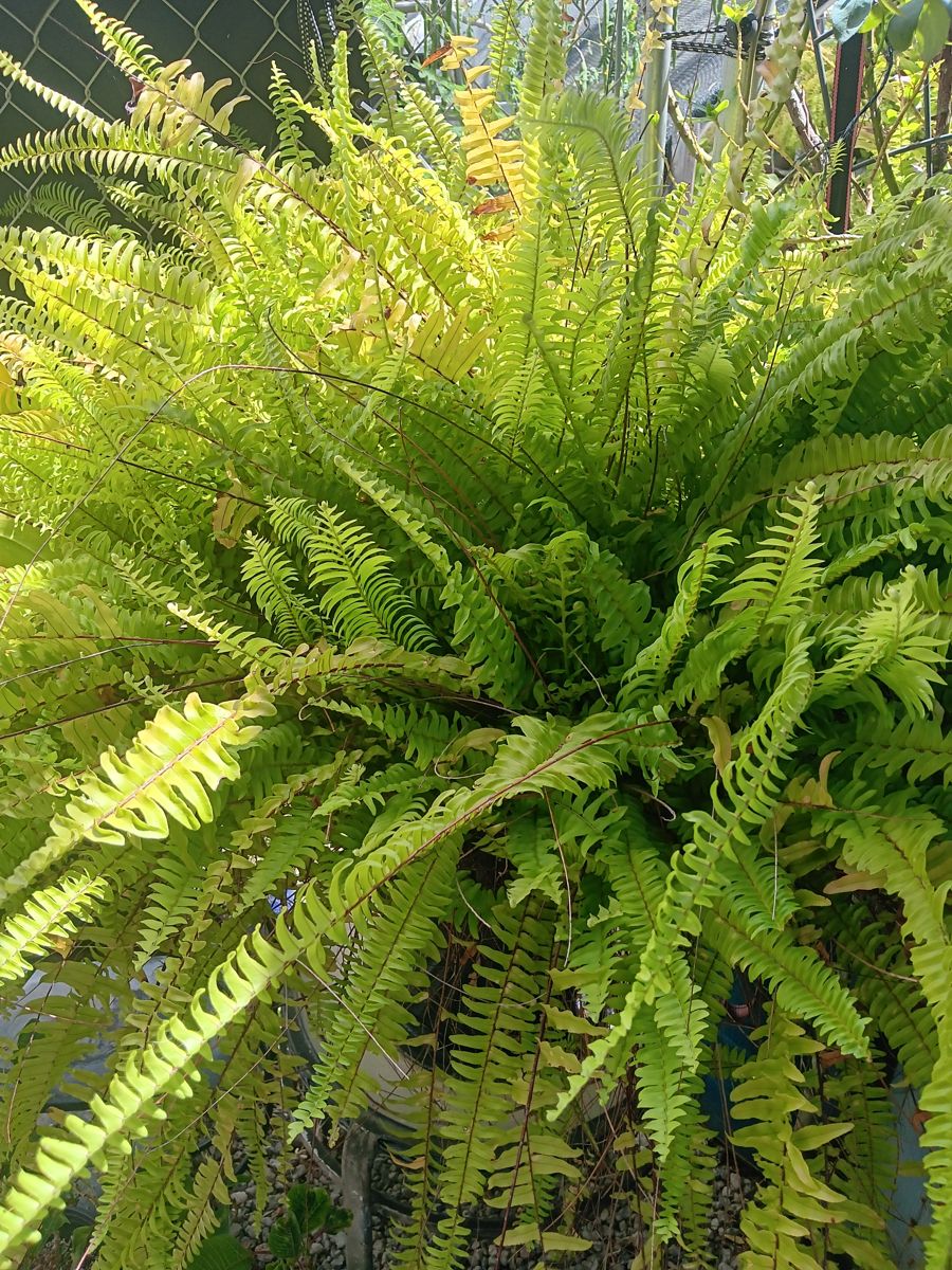 Full, healthy Boston fern grown at Ka'ala Lush Nursery in Wai'anae, Hawaii