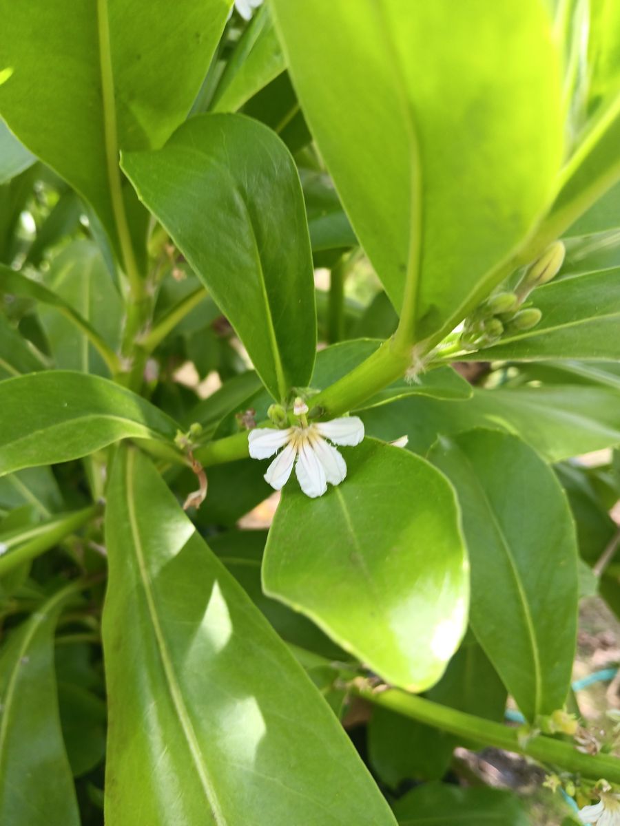 Naupaka half-flower and glossy green leaves at Ka'ala Lush Nursery in Wai'anae, Hawaii