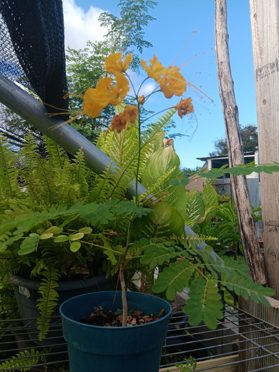 Young ʻohai aliʻi seedling with orange blooms on a growing bench at Ka'ala Lush Nursery in Wai'anae, surrounded by Boston ferns