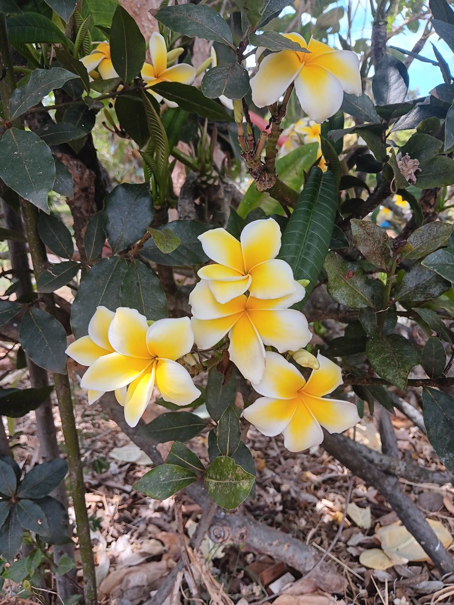 White and yellow plumeria flowers blooming at Ka'ala Lush Nursery in Wai'anae, Hawaii